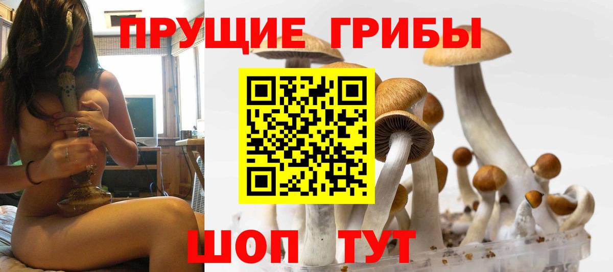 Сафоново  Псилоцибиновые грибы Psilocybe  Псилоцибиновые грибы прущие грибы  Вход с VPN 